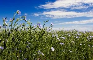 Ontario, Canada’s Bright Solar Future