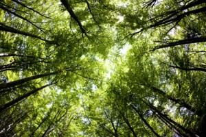 Legal Firms to Facilitate Aboriginal Green Energy Projects